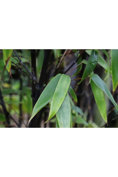 Бамбук черный лист